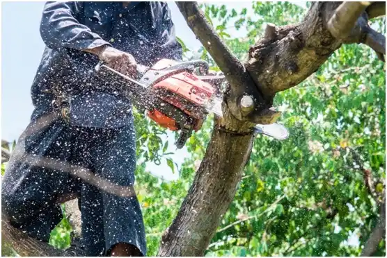 tree services Leander